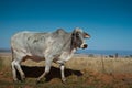 Grey Brahman Cow Royalty Free Stock Photo