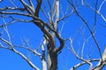 GREY BRANCHES OF A DORMANT TREE IN WINTER AGAINST A BLUE SKY