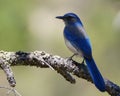 Grey Breasted Jay