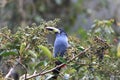 Grey-breasted Mountain Toucan