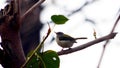 Grey breasted prena in Delhi