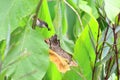 Grey-breasted Prinia