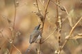 Grey breasted prinia, Prinia hodgsonii, Pune, Maharashtra