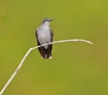 Grey-breasted Sabrewing