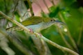 Grey-breasted Spiderhunter - Arachnothera affinis bird in Nectariniidae, found in Brunei, Indonesia, Malaysia, Myanmar, Singapore Royalty Free Stock Photo