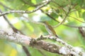 Grey-breasted Spiderhunter