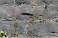 Grey Brick Wall with Small Green Plants Growing from It Royalty Free Stock Photo