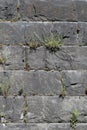 Grey Brick Wall with Small Green Plants Growing from It Royalty Free Stock Photo