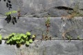 Grey Brick Wall with Small Green Plants Growing from It Royalty Free Stock Photo