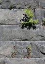 Grey Brick Wall with Small Green Plants Growing from It Royalty Free Stock Photo