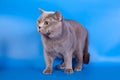 Grey British cat on a blue background