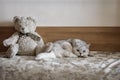 Grey british cat dozing on the couch next a teddy bear, old plush toy