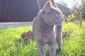 Grey British cat with green eyes on a green background: close-up. Lovable Scottish Fold Cat