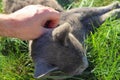 Grey British cat with green eyes on a green background: close-up. Lovable Scottish Fold Cat Royalty Free Stock Photo