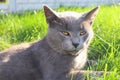 Grey British cat with green eyes on a green background: close-up. Lovable Scottish Fold Cat Royalty Free Stock Photo