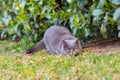 Grey British cat hunts in the garden