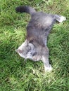 A grey British cat is lying on the green grass Royalty Free Stock Photo