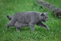Gray purebred cat walks on green grass