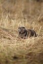 Grey british cat rest in sunny garden on dry grass Royalty Free Stock Photo