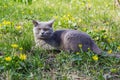 Grey British cat sitting in a green grass with yellow flowers. Royalty Free Stock Photo