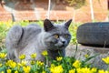 Grey British cat sitting in a green grass with yellow flowers. Royalty Free Stock Photo