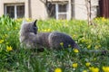 Grey British cat sitting in a green grass with yellow flowers. Royalty Free Stock Photo