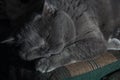 A grey British cat sleeps on a green sofa