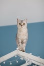 Grey cat on the childs bed Royalty Free Stock Photo