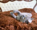 Grey british cat with yellow eyes lying on old fashioned bed with brown fur