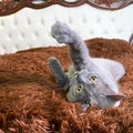 Grey british cat with yellow eyes lying on old fashioned bed with brown fur