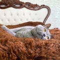 Grey british cat with yellow eyes lying on side on old fashioned bed