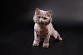 Grey British long-haired cat after cutting hair on a black background. Studio photo