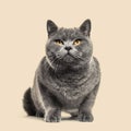 Grey british shorthair cat, brown background