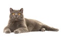 Grey british shorthair cat lying down