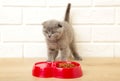 Grey british shorthair kitten eats on white background Royalty Free Stock Photo