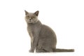 Grey british shorthaired cat looking a little anoyed at the camera on a white background