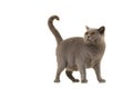 Grey british shorthaired cat looking up with its tail held high on a white background