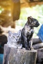 Grey and brown cat sitting on old wood log over blurred background