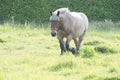 Horse in the open field