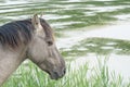 Horse in the open field