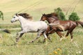 Grey and brown horses running on pasturage