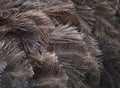 A Background Texture of Ostrich Feathers Receding From Focus