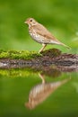 Grey brown song thrush Turdus philomelos, sitting in the water, nice lichen tree branch, bird in the nature habitat, spring - nest Royalty Free Stock Photo