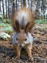 Grey-brown squirrel eats seeds.