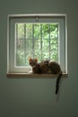 Grey and brown tiger-stripe tabby cat sitting on a window sill looking with curiosity at the camera