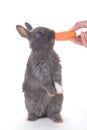 Grey bunny eating a carrot, isolated