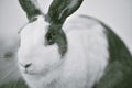 Grey bunny rabbit looking frontward to viewer, Little bunny sitting on white desk. Royalty Free Stock Photo