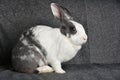 Grey bunny rabbit looking to viewer, Little bunny sitting on sofa armchair.