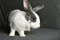 Grey bunny rabbit looking to viewer, Little bunny sitting on sofa armchair