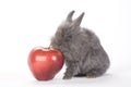 Grey bunny and an red apple, isolated